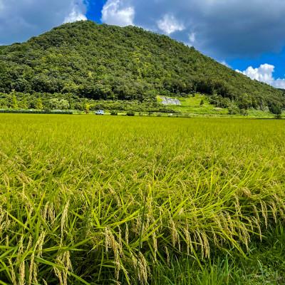 ふるさと納税 丹波篠山市 丹波篠山産コシヒカリ でかんしょ米5kg×2 |  | 02
