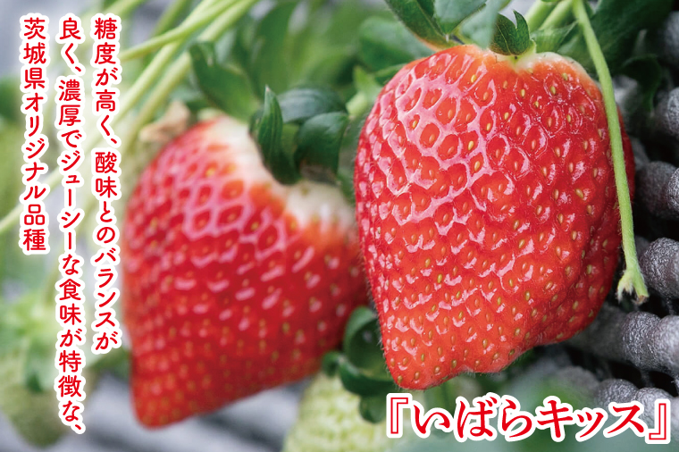 【12月中旬より順次発送】【数量限定】茨城県オリジナル品種『いばらキッス』と希少なプレミアム白イチゴ『淡雪』紅白化粧箱一箱（12粒～18粒）【いちご 苺 フルーツ 果物 くだもの 水戸市 茨城県】（D