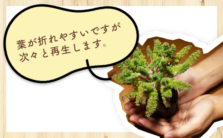 オレオフィルム ペラルゴニウム cc-0014