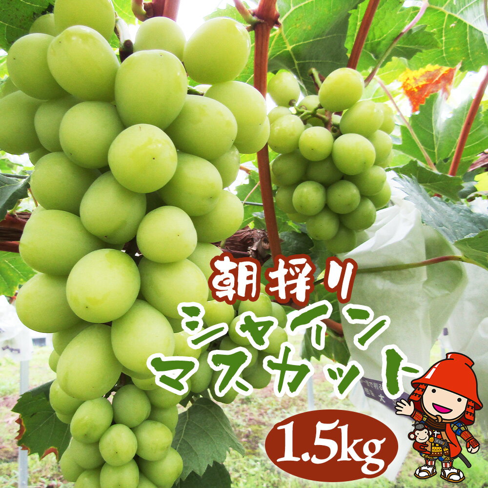 【ふるさと納税】【先行予約】中津市産ぶどう シャインマスカット 約1.5kg | フルーツ 果物 くだもの ぶどう ブドウ 葡萄 マスカット 国産 産地直送 おきだいふぁーむ ぶどう園 大分県 中津市 送料無料【発送は2025年8月18日～2025年9月19日の期間で順次発送】