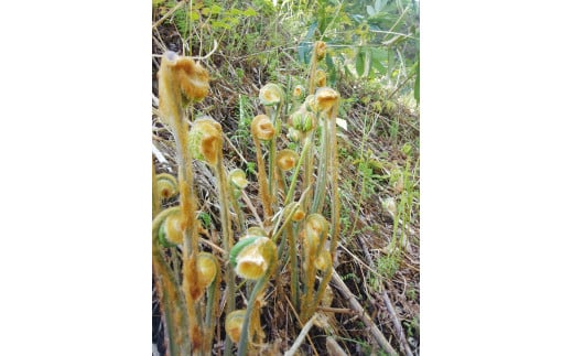 山菜　干しぜんまい　新潟　奥阿賀かのせまごころぜんまい(乾燥)　150ｇ