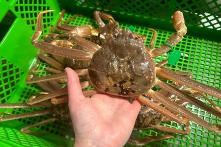 間人漁港仲買人の丸友鮮魚三代目・自慢の間人ガニ【活】生・訳アリ・間人ガニ（ズワイガニ　松葉ガニ）[400～600g×4匹]