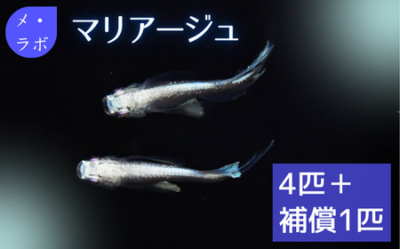 メダカ　マリアージュ　2ペア【メダカ めだか オス メス ペア 4匹 マリアージュ セット ペット 鳥取県 日吉津村】