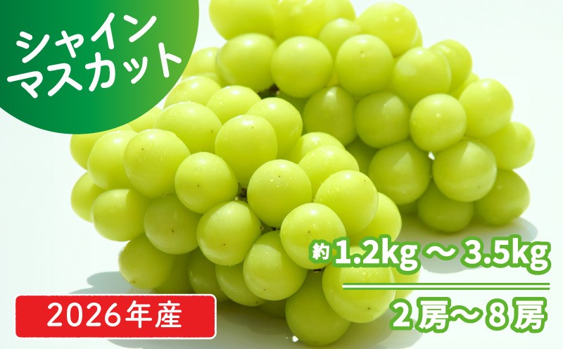 
                  【2026年発送分】 シャインマスカット 約1.2kg~3.5kg   2 ~ 8 房 おすすめ マスカット 果物 くだもの フルーツ スイーツ 葡萄 ブドウ ぶどう 髙橋農園 国産 新潟県 新発田市 C06_01P
                