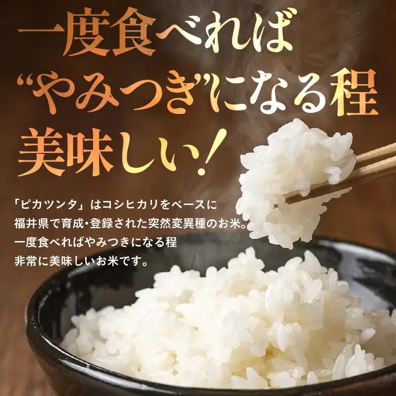 【令和7年産】化学肥料不使用 特別栽培米 ピカツンタ 精米 5kg / 白米 米 福井県あわら市産 美味しい 特別栽培米 減農薬 安心な米 旨味 甘み もっちり 冷蔵保管米 [aw010-a033]