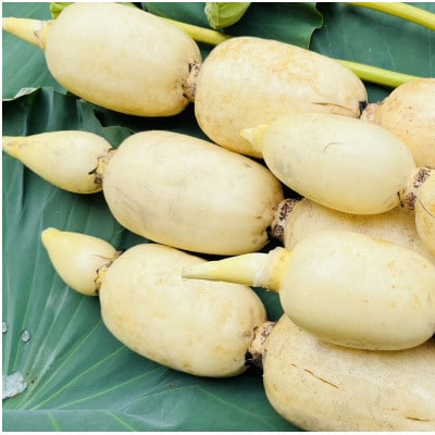 【毎月定期便】肉厚でシャキシャキの食感と甘みが特徴　　掘りたて れんこん　2Kg(2～4本)全3回【配送不可地域：離島】