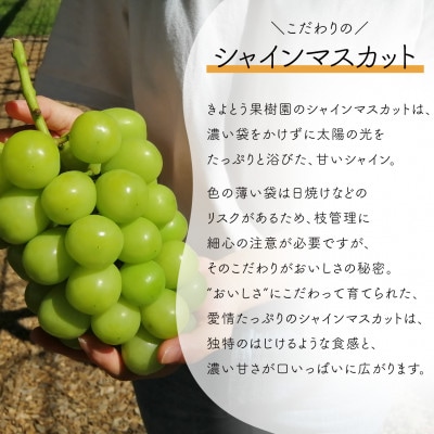 【発送月固定定期便】【きよとうファーム】桃とシャインマスカットが産地直送で届く!ご家庭用定期便全2回【配送不可地域：離島】