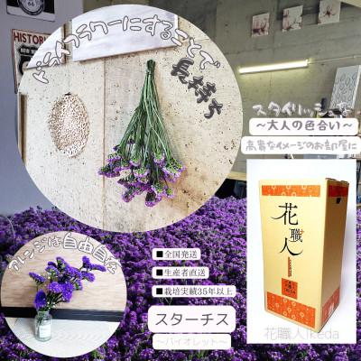 ふるさと納税 印南町 生花【スターチス】花職人Ikeda 　　　　バイオレット |  | 03