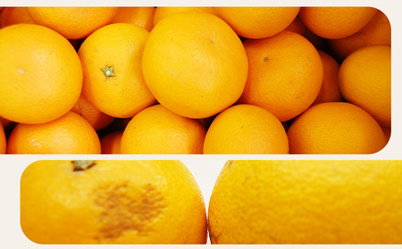 ＜訳あり 清見 (サイズ混合) 約5kg＞ 愛媛 蜜柑 ミカン みかん 果物 フルーツ 柑橘 国産 きよみ 訳アリ ご家庭用 愛媛県産 西予市産 西宇和 特産品 丸二青果 愛媛県 西予市【常温】『20