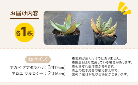 アガベ グアダラハラナ ＆ アロエ マルロシー 各1株 Agave guadalajarana ＆ Aloe marlothii&nbsp;長与町/アグリューム[EAI201] 