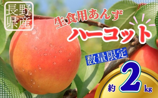 【2026年先行予約】生食用あんずハーコット 約2kg | 杏子 アプリコット 信州 長野県 千曲市
