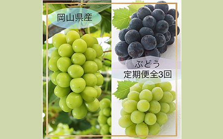 岡山県産 ぶどう定期便 全3回【2026年産】
