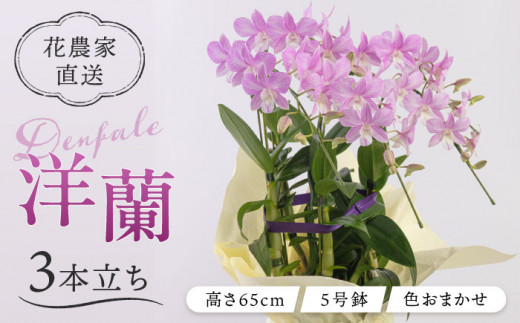 【 30セット 限定 】 デンファレ （ 洋蘭 ） 3本 立ち糸島市 / 和饗エコファーム株式会社蘭 洋蘭 デンファレ 花 インテリア お祝い 贈り物 [AVI004]