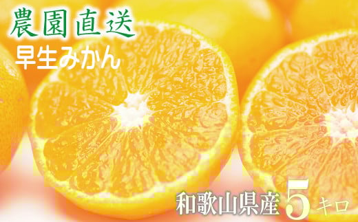 早生みかん 約5kg 大小混合 《ご家庭用》 和歌山県産 農園直送 まごころ産直みかん 【北海道・沖縄県・一部離島 配送不可】ちょっと訳あり ミカン 蜜柑 温州みかん わけあり 訳アリ
