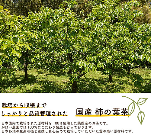 国産 柿の葉茶（3個セット）：B180-011_イメージ4