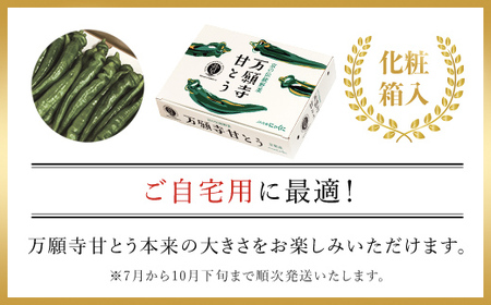 ＜7月発送開始！＞京のブランド産品　万願寺甘とう 秀品 1kg【2025年発送分】 FCCS002