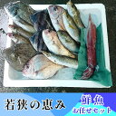 【ふるさと納税】若狭の恵み 鮮魚ボックス（種類はお任せ）　魚介類・セット・おまかせ