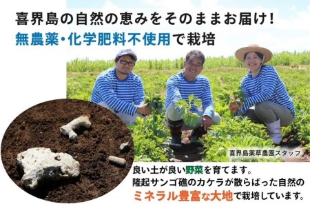 「青汁」長命草カプセル(280㎎×150粒)【喜界島薬草農園】
