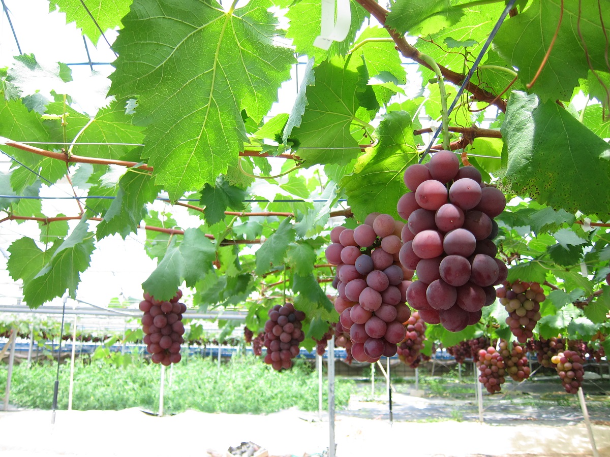 【2026年先行予約】ぶどう詰め合わせ ここにしかないオリジナル品種 おまかせ詰め合わせ 皮ごと食べられるぶどう1種＋オリジナル2種合計約1.8㎏ 中村オリジナルぶどう園 ※発送前のご連絡についてご注