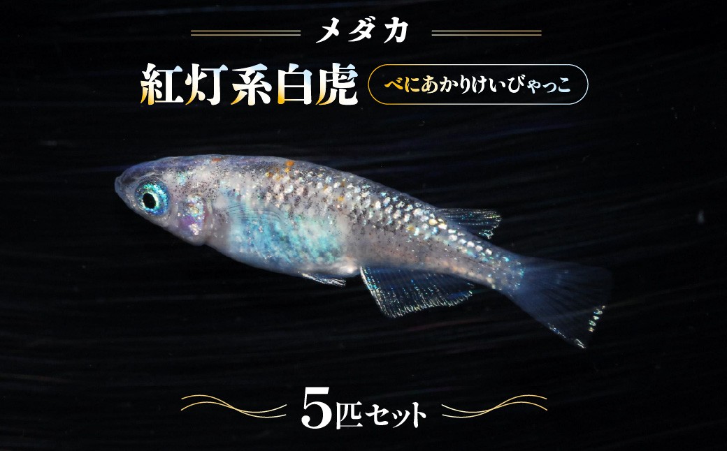 
                  メダカ「紅灯系白虎(べにあかりけいびゃっこ)」5匹セット HNNAD001
                