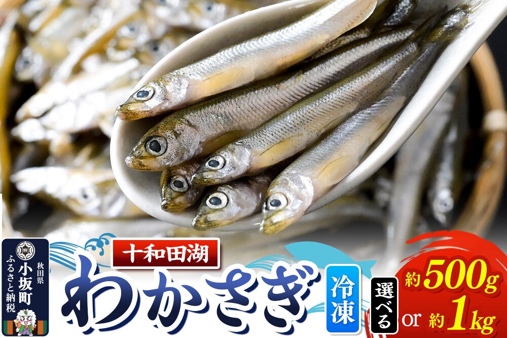 【冷凍】十和田湖わかさぎ【選べる 容量：約500g／約1kg（約500g×2パック）】 [わかさぎ 公魚 魚 鮮魚 フライ 天ぷら 美味 十和田湖 国産 冷凍 食卓 ご飯のお供 秋田 小坂町]