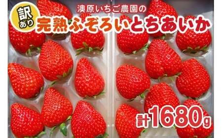 【1月～4月の期間で発送】訳あり粒不揃い とちあいか | 1,680g (280g×6P) | いちご