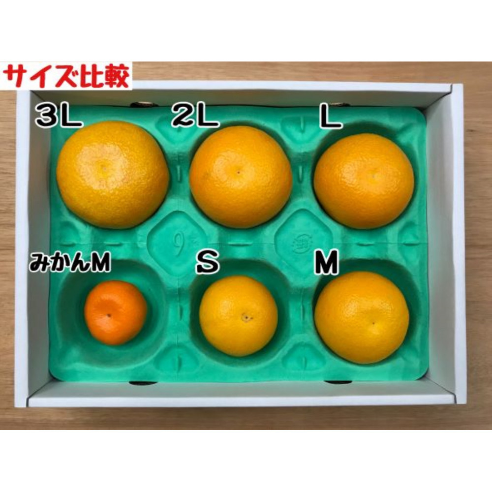 ちょっと 傷あり 木成完熟 紅はっさく 3L × 6玉 または 2L × 7玉 サイズ 化粧箱【2026年4月上旬～発送】 BS783_イメージ4