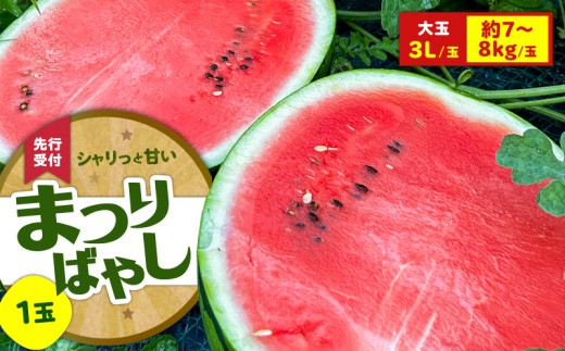 【糖度12度以上】シャリッと甘い三浦の大玉スイカ まつりばやし11 羅王 3L 7～8kgを1玉　M107-002-02