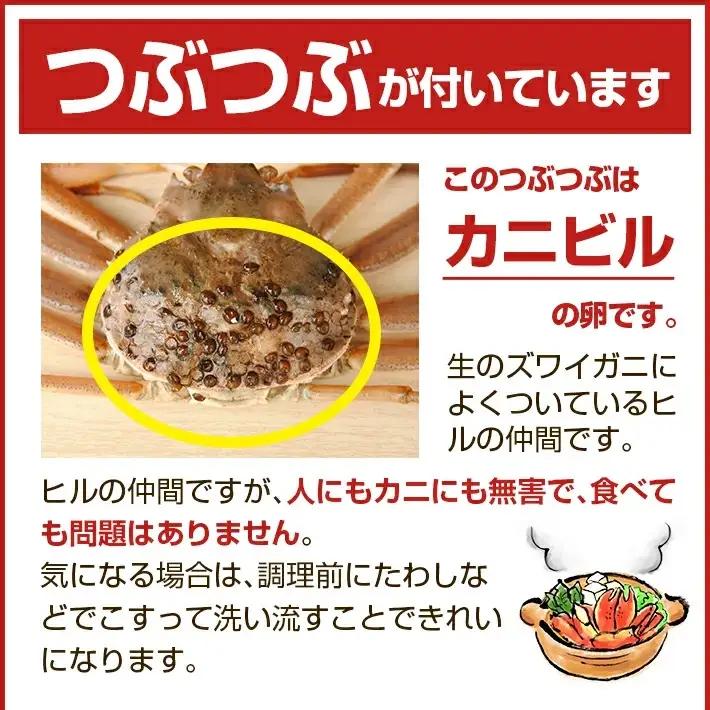 生・本ズワイガニ 1匹 350g程度 遊佐沖 10月中旬～12月下旬頃お届け 冷蔵便 ※着日指定・離島（沖縄県を含む）発送不可 1人前 東北 山形県 庄内地方 日本海 カニ 蟹 かに 海産物 シーフー
