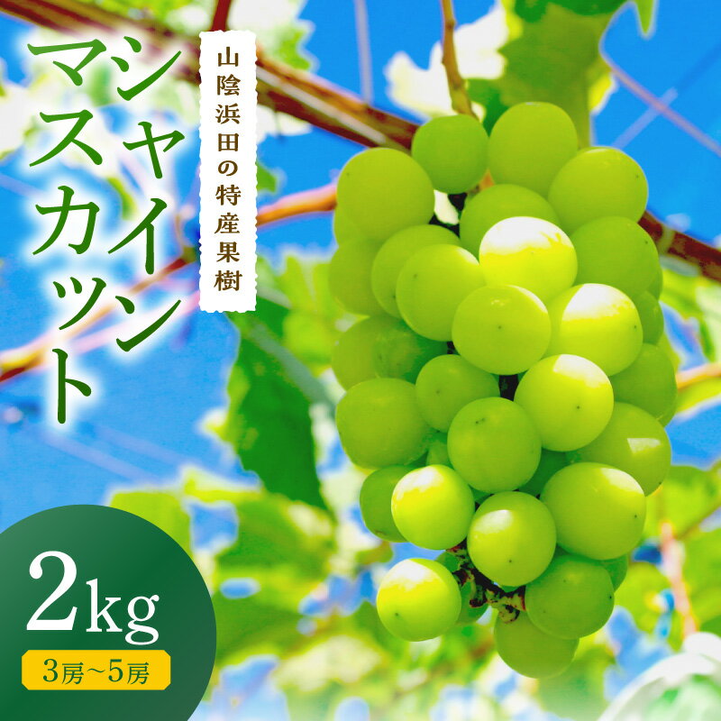 【ふるさと納税】【先行予約】【2026年産】山陰浜田の特産果樹「シャインマスカット」2kg＜8月下旬より発送＞ 果物 フルーツ ぶどう ブドウ 葡萄 シャインマスカット マスカット 人気 先行予約 期間限定 クール クール便 2キロ 【010_1946】
