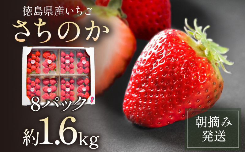 
【先行予約】 【2025年1月より順次発送】 いちご 朝摘み 冷蔵 計1.6kg 200g (8パック) 苺 さちのか イチゴ 四国 徳島 小松島 産地直送 期間限定 フレッシュ イチゴ フルーツ 果物 国産 ふるさと人気 限定出荷 いちご 苺 イチゴ ブランド 大粒 苺 旬 産地 直送 フレッシュ イチゴ フルーツ 果物 国産 ベリー 人気苺 ふるさと納税苺 ふるさと苺 おいしい 【送料無料】
