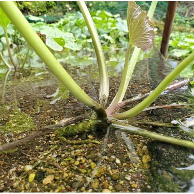 ふるさと納税 松崎町 伊豆のわさび加工品セット 5種 |  | 03