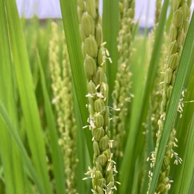 ふるさと納税 南あわじ市 農家直送!【奈良農園】淡路島産ヒノヒカリ 5kg |  | 03