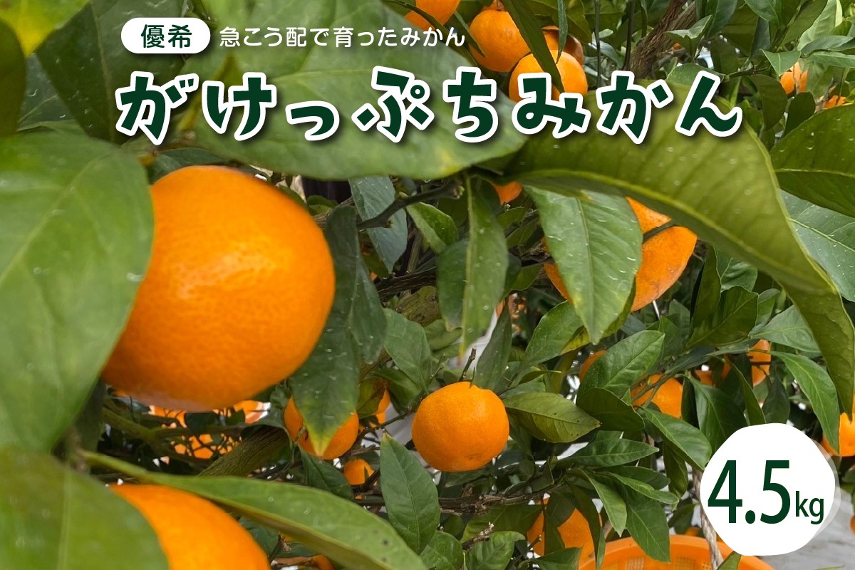 
            【2025年12月上旬～発送】がけっぷちみかん4.5kg ku044-010-25
          