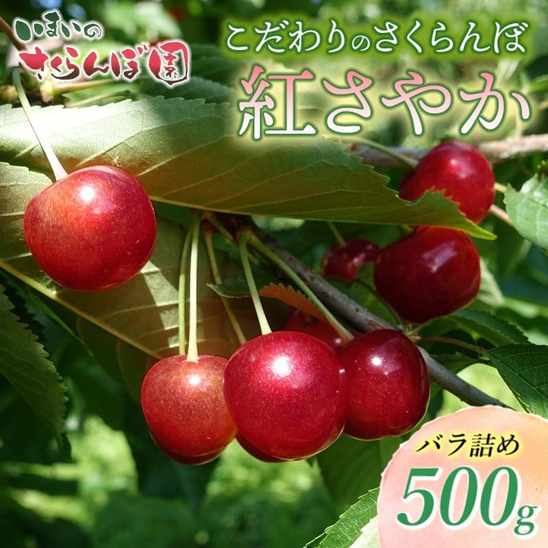 【令和8年産先行予約】こだわりのさくらんぼ「紅さやか」(Lサイズ以上)　バラ詰め 500g　いまいのさくらんぼ園　K-831