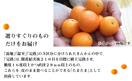 《2025年発送先行予約》【期間・数量限定】完熟きんかんたまたま 3kg 果物 フルーツ きんかん 