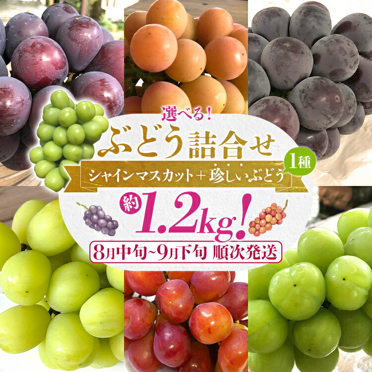 【ふるさと納税】選べる ぶどう詰合せ（シャインマスカット＋珍しいぶどう） シャインマスカット ナガノパープル クイーンニーナ グロースクローネ 瀬戸ジャイアンツ 雄宝 マイハート 福岡県 九州 お取り寄せ 8月中旬～9月下旬順次発送