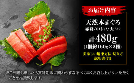 たね熟天然本まぐろ赤身＆中トロ＆大トロセット(各160g 計480g)[AOCE012]まぐろ
