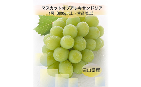 岡山県産 ぶどう定期便 全3回