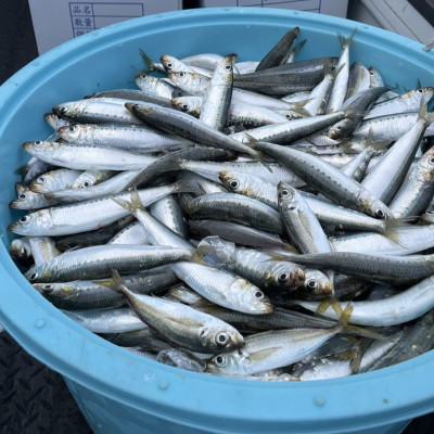 ふるさと納税 南知多町 愛知県産　真イワシ　自家製オイルサーディン　2パック |  | 02