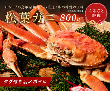 Y285 【蟹セレブ】タグ付き活〆ボイル・松葉がに（大・800ｇ前後）