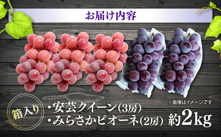 【先行予約】【8月下旬から9月上旬に順次発送】みらさかピオーネ2房＆安芸クイーン3房 計2kg 5房入 （露地栽培） フルーツ ギフト ピオーネ ぶどう 果物 三次市/みらさかピオーネ直売所[APBE