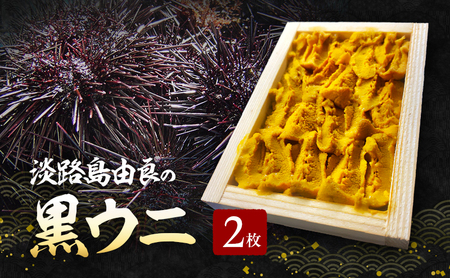 淡路島由良の黒 ウニ 【2枚】3月～5月配送 無添加 木箱入り ミョウバン不使用 うに 雲丹 冷蔵配送 兵庫県 洲本市 淡路島