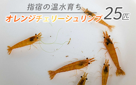 【10営業日以内に発送】【温水育ち】オレンジ チェリー シュリンプ 25匹(otofarm/010-1963) ※北海道・沖縄・離島配送不可※  エビ 観賞用 生体 飼育 ペット 生き物 魚 初心者 観賞魚 水槽 アクアリウム