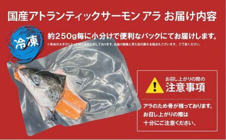 国産 アトランティック サーモン （ アラ × 2パック 約500g ） サーモン