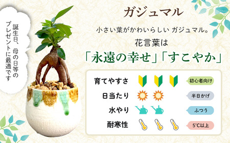 やちむん植木鉢作り体験　ガジュマル付き【SDGｓ】 やちむん 焼き物 陶芸 ガジュマル 植木鉢 体験 伝統 工芸 植物 鑑賞用 観葉植物 インテリア 初心者 ふるさと納税 おきなわ 沖縄 オキナワ 名