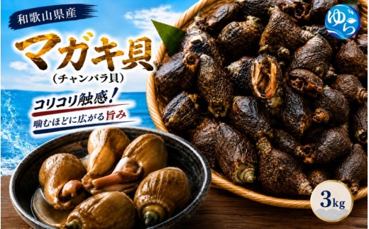 
                  【素潜り漁師直送】マガキ貝 (チャンバラ貝)  3kg 獲りたてをお届けします！※離島配送不可【skmn210-mgk-3】
                