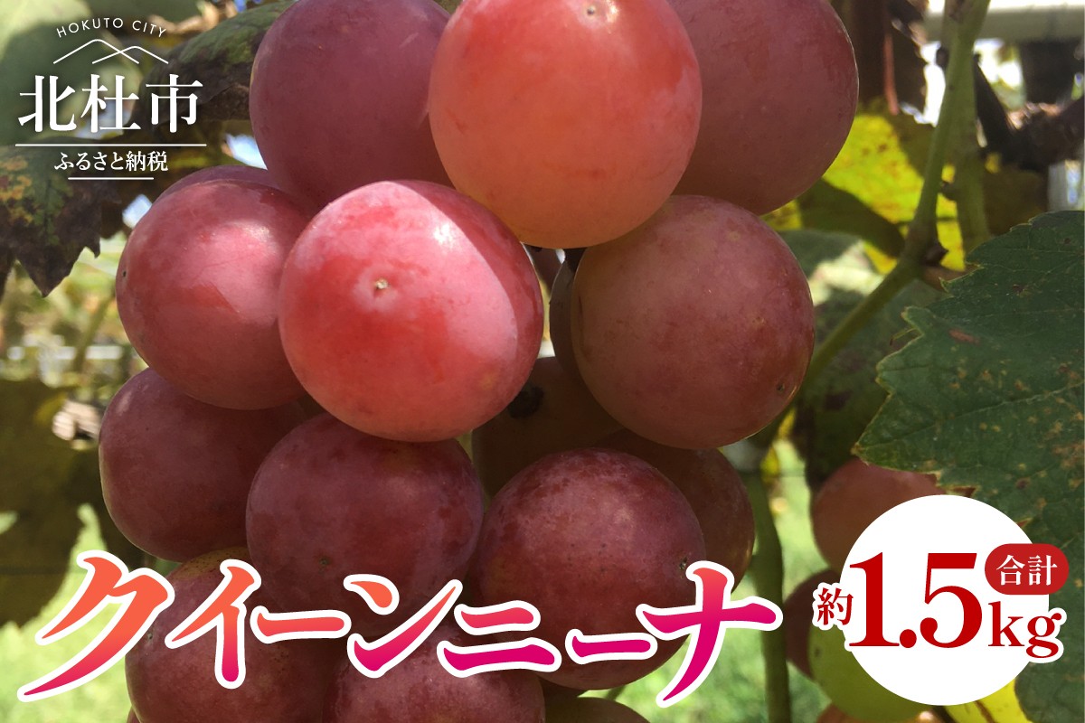 
                  【2026年発送 先行予約】クイーンニーナ 約1.5kg　ぶどう 3房入り 山梨県産 ブドウ フルーツ 果物 赤ぶどう 葡萄 低農薬 期間限定 数量限定 冷蔵発送
                