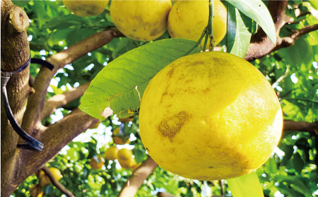 訳あり 河内晩柑 樹齢 20年以上 10kg （ サイズおまかせ ） 7000円 みかん かわちばんかん 愛南ゴールド あいなん ゴールド 美生柑 文旦 グレープフルーツ 和製 家庭用 産地直送 国産