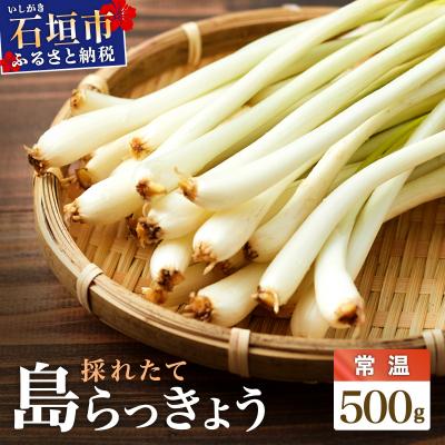 ふるさと納税 石垣市 ≪2026年2月下旬〜5月下旬発送≫採れたて島らっきょう 500g